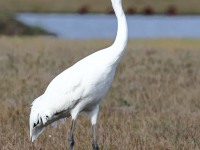 A10A6059Whooping_Crane