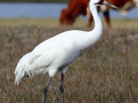A10A6059Whooping_Crane1