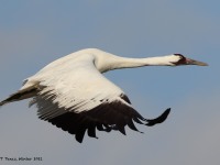 A10A6060Whooping_Crane