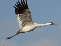 A10A6061Whooping_Crane