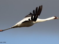 A10A6062Whooping_Crane