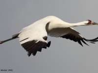 A10A6065Whooping_Crane