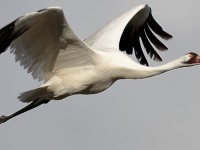 A10A6067Whooping_Crane