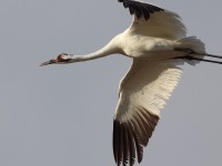 A10A6072Whooping_Crane