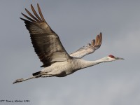 A10A6075Sandhill_Crane