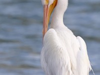 A10A6080White_Pelican