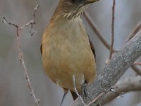 A10A6099Clay_Colored_Thrush