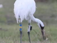 A10A6110Whooping_Crane_Banded