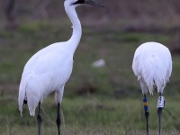A10A6113Whooping_Cranes