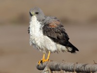 A10A6198White-tailed_Hawk