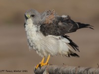 A10A6199White-tailed_Hawk