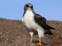 A10A6205White-tailed_Hawk