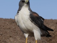 A10A6209White-tailed_Hawk