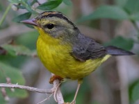 A10A6254Golden-crowned_Warbler