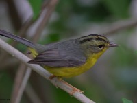 A10A6317Golden-crowned_Warbler