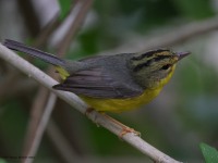 A10A6319Golden-crowned_Warbler