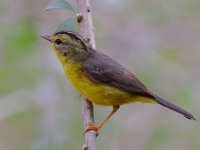 A10A6352Golden-crowned_Warbler