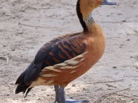 A10A6420Fulvous_Whistling-Duck