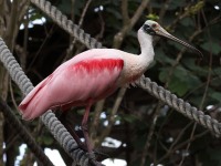 A10A6448Captive_Roseate_Spoonbill