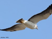 A10A6505White-tailed_Hawk