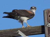 A10A6561White-tailed_Hawk