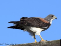 A10A6567White-tailed_Hawk