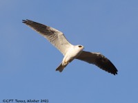 A10A6582White-tailed_Kite