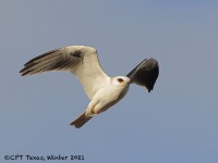 A10A6585White-tailed_Kite