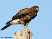 A10A6589Harris's_Hawk