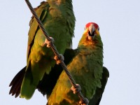 A10A6599Red-lored_Parrot