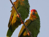A10A6600Red-lored_Parrot