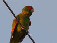 A10A6601White-fronted_Parrot
