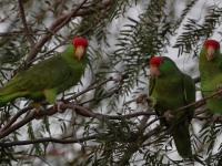 A10A6616Red-crowned_Parrot