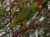 A10A6619Red-crowned_Parrot