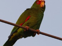 A10A6629White-fronted_Parrot