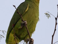 A10A6654Red-lored_Parrot