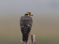 A10A6728Aplomado_Falcon