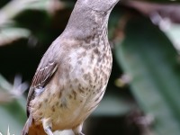 A10A6805Curve-billed_Thrasher