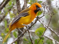 A10A6859Altamira_Oriole