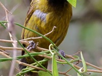 A10A6891Crimson-collared_Grosbeak