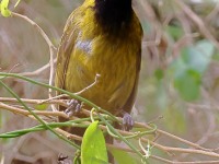 A10A6912Crimson-collared_Grosbeak