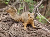 A10A6917Fox_Squirrel