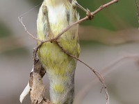 A10A6929Orange-crowned_Warbler