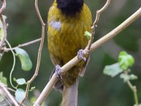 A10A6948Crimson-collared_Grosbeak