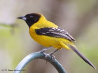 A10A6958Audubon's_Oriole