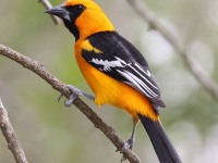 A10A6977Altamira_Oriole