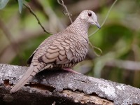 A10A6990Inca_Dove