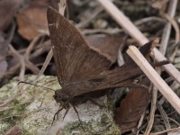 A10A6996Plain_Longtail_Skipper