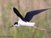 A10A7007Black-necked_Stilt