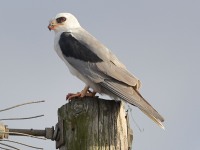 A10A7036White-tailed_Kite